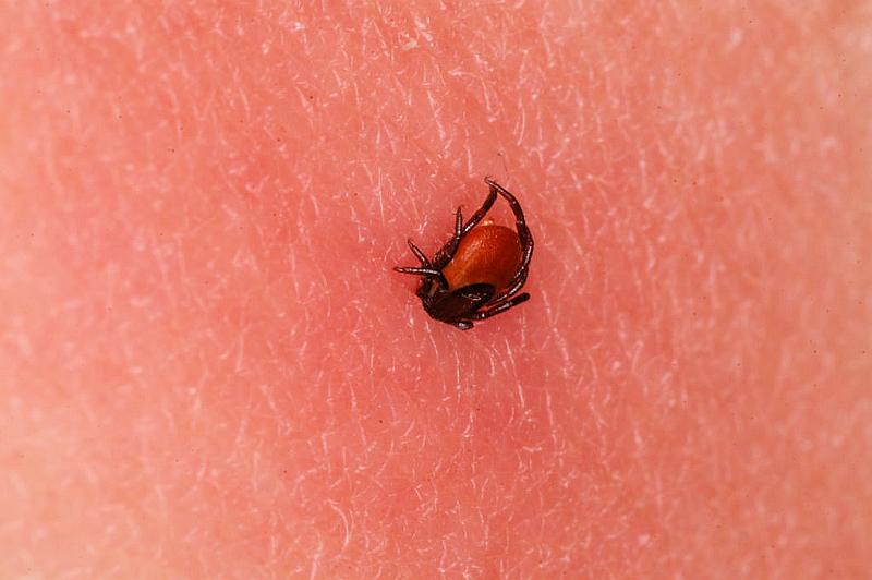 Ixodes_ricinus_D5039_Z_88_Les Gris_Frankrijk.jpg